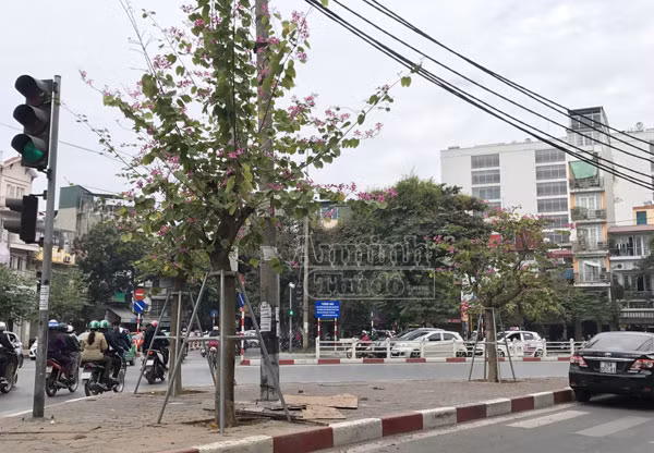 Hoa ban bung nở tím trời đông Hà Nội ảnh 4