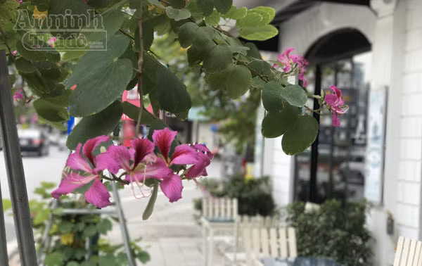 Hoa ban bung nở tím trời đông Hà Nội ảnh 1