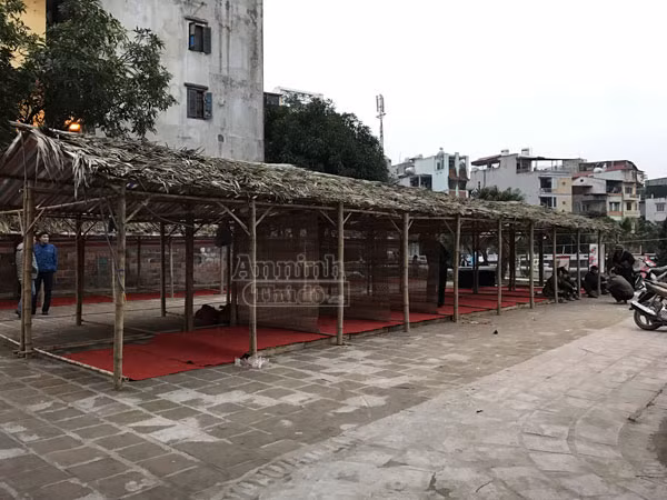 Phố ông đồ hối hả dựng lều chõng ảnh 4