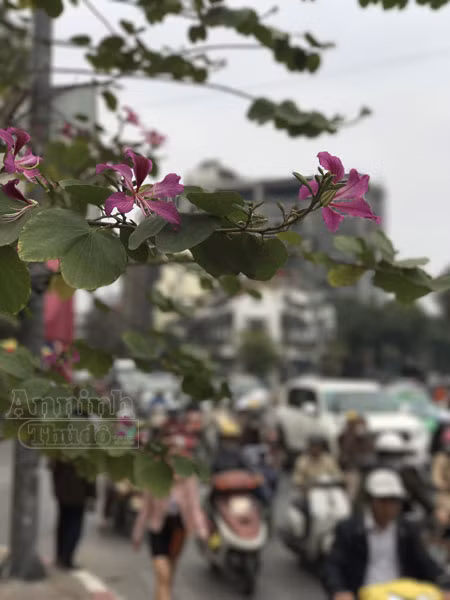 Hoa ban bung nở tím trời đông Hà Nội ảnh 11