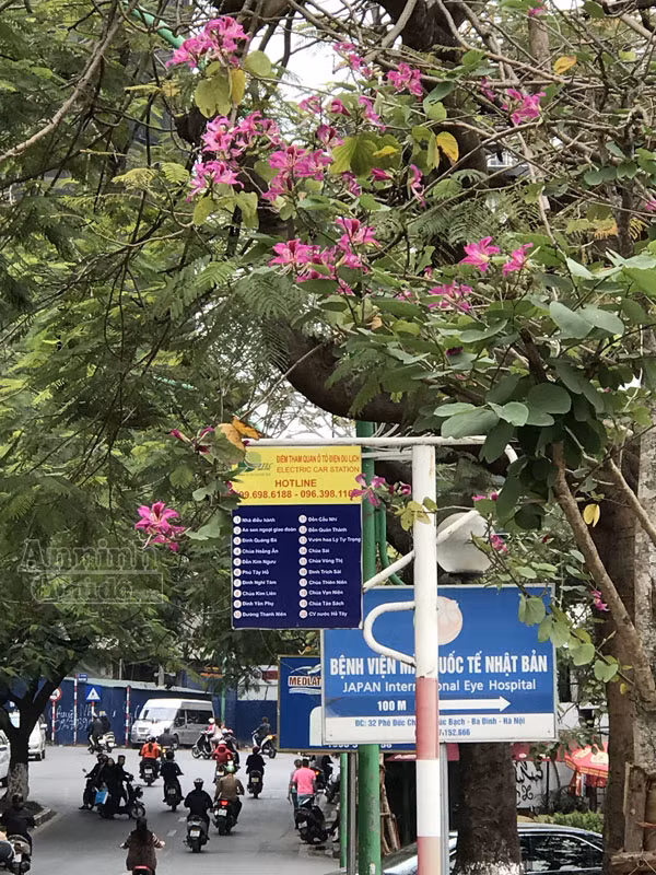 Hoa ban bung nở tím trời đông Hà Nội ảnh 10