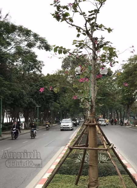 Hoa ban bung nở tím trời đông Hà Nội ảnh 7