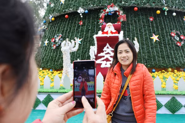 Cây thông cao 41m chào Giáng sinh ở Nghệ An ảnh 5