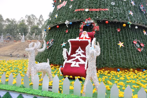 Cây thông cao 41m chào Giáng sinh ở Nghệ An ảnh 4