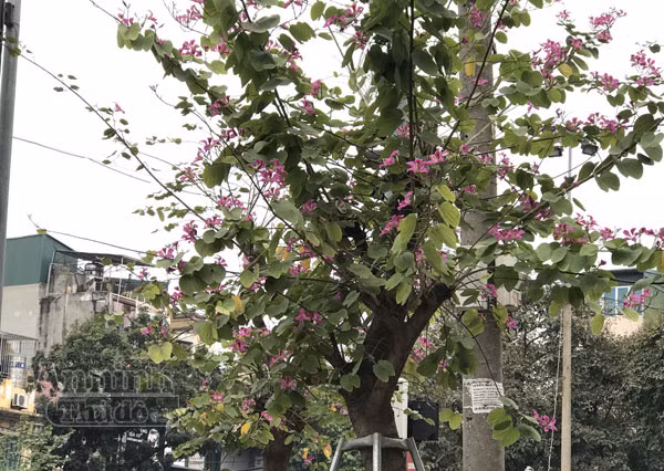 Hoa ban bung nở tím trời đông Hà Nội ảnh 13