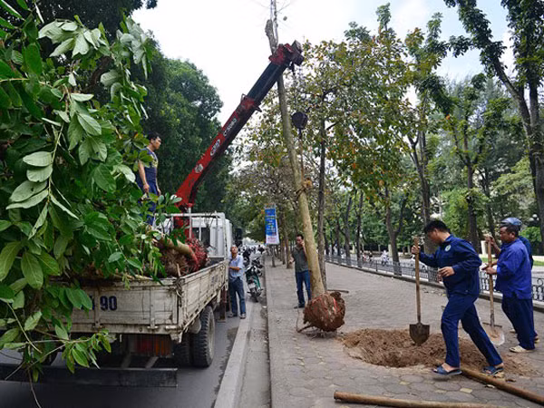 Người dân Thủ đô đồng thuận với việc thay thế cây xanh ảnh 1