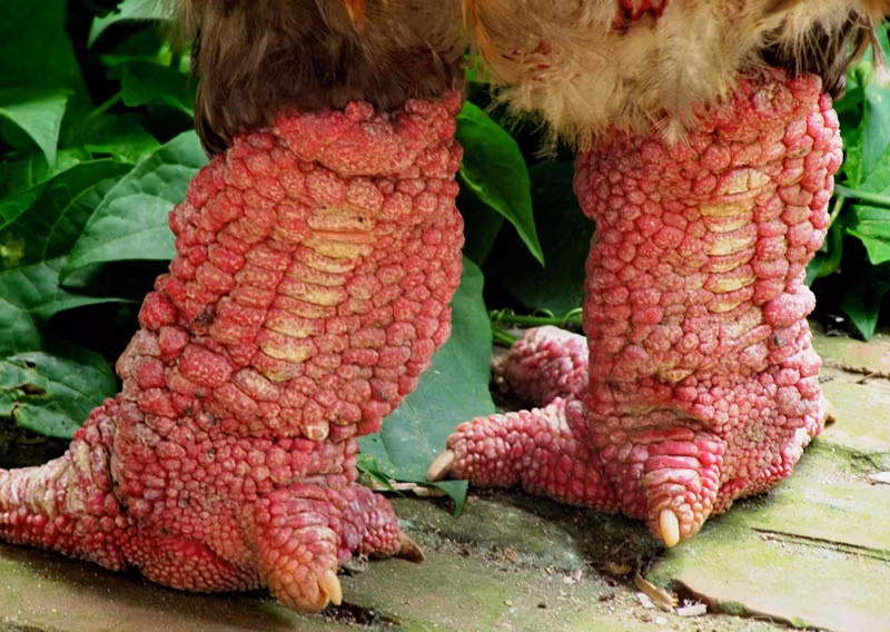 Gà 'chân voi' "đấu" gà 'mặt quỷ', đâu là kê vương? ảnh 3