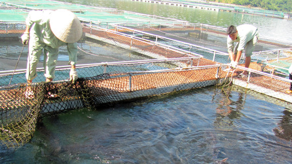 Lao đao vì cá tầm lậu ảnh 1