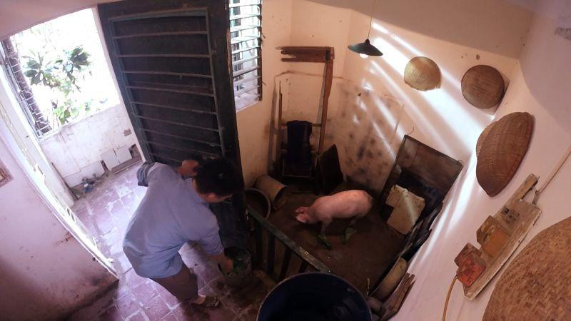 Cảnh nuôi lợn trong nhà ở thời bao cấp là rất bình thường