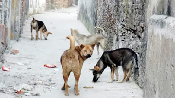 Nhiều địa phương có đàn chó nghi dại cắn người ảnh 1