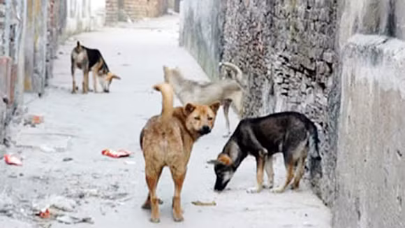 Nhiều địa phương có đàn chó nghi dại cắn người ảnh 1