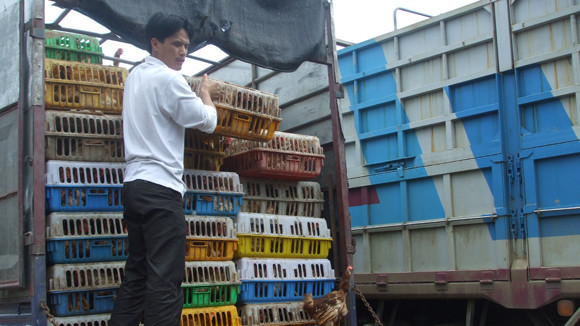 Gà thải loại, nhập lậu từ Trung Quốc hoành hành: Chẳng lẽ bó tay? ảnh 1