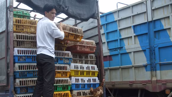 Gà thải loại, nhập lậu từ Trung Quốc hoành hành: Chẳng lẽ bó tay? ảnh 1
