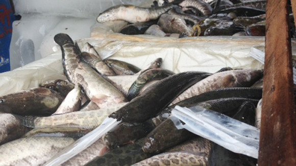 Bắt nửa tấn cá quả, ếch Trung Quốc ảnh 1 Bắt nửa tấn cá quả, ếch Trung Quốc ảnh 1