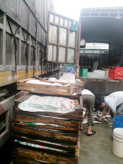 Bắt nửa tấn cá quả, ếch Trung Quốc ảnh 2 Bắt nửa tấn cá quả, ếch Trung Quốc ảnh 2