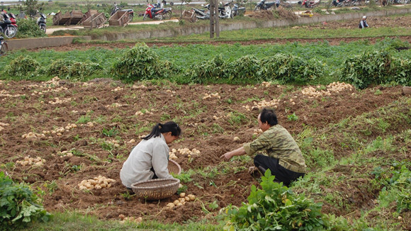 Nâng thời hạn giao đất lên 50 năm ảnh 1