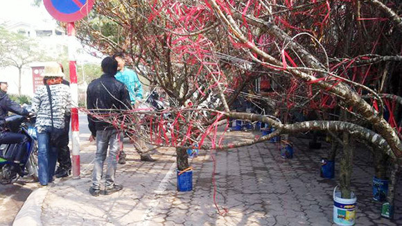 Lan, đào rừng về ngập phố ảnh 1