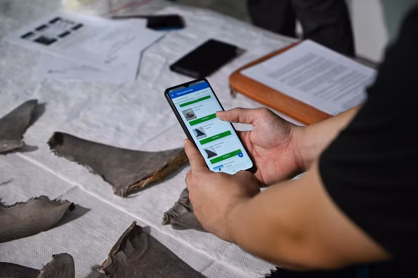 Ứng dụng Fin Finder cho phép Cơ quan quản lý công viên quốc gia Singapore tìm ra vây cá mập và cá đuối có dấu hiệu nghi ngờ Ứng dụng Fin Finder cho phép Cơ quan quản lý công viên quốc gia Singapore tìm ra vây cá mập và cá đuối có dấu hiệu nghi ngờ