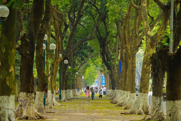 Sấu không chỉ để ăn mà còn làm duyên cho thành phố với những hàng cây thẳng tắp