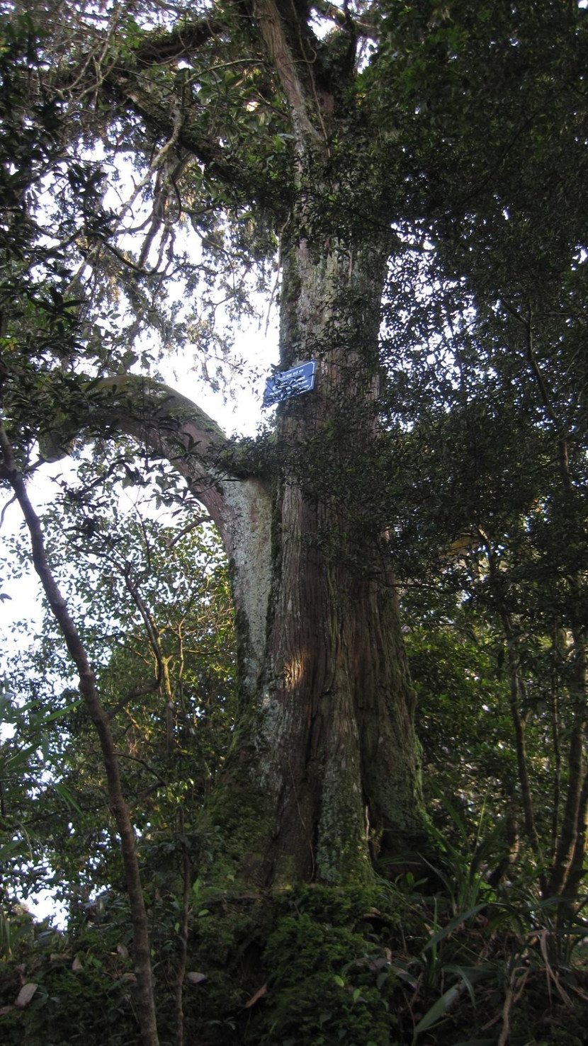 Cây bách xanh cổ thụ trăm năm tuổi trên đỉnh Tiểu đồng