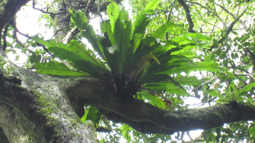 Vườn quốc gia Ba Vì có đặc trưng là kiểu rừng hỗn hợp cây lá rộng và cây lá kim á nhiệt đới núi thấp