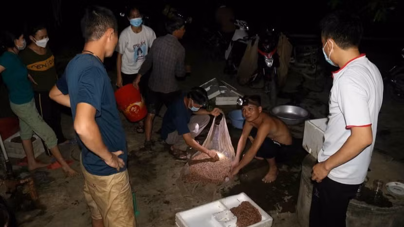 Để bắt rươi, người dân phải đi từ lúc nửa đêm