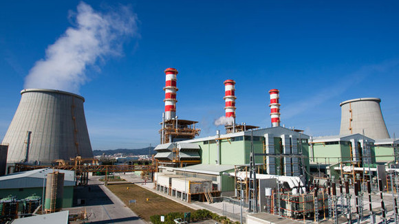 Vòi bạch tuộc từ châu Á ảnh 1 Vòi bạch tuộc từ châu Á ảnh 1