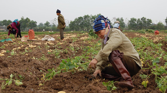 Tiếp tục giao đất 20 năm ảnh 1