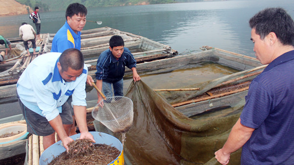 Nước có lành, người mới đậu ảnh 3