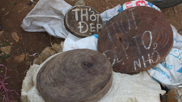 Nhức nhối nạn buôn thớt gỗ nghiến: Tiếp tay cho lâm tặc ảnh 3