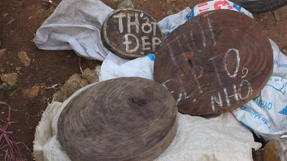 Nhức nhối nạn buôn thớt gỗ nghiến: Tiếp tay cho lâm tặc ảnh 3