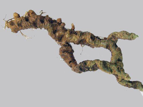 Loài nhân sâm quý thứ 20 trên thế giới và những "ngón nghề" siêu lừa đảo tại TP.HCM ảnh 2