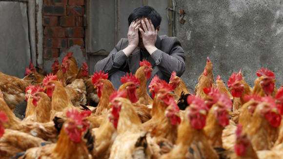 Cúm A/H7N9 trực chờ bùng phát ảnh 1 Cúm A/H7N9 trực chờ bùng phát ảnh 1