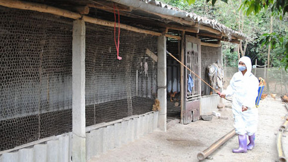 Chặn cúm gia cầm xâm nhập “gà đồi Yên Thế” ảnh 1