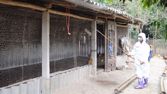 Chặn cúm gia cầm xâm nhập “gà đồi Yên Thế” ảnh 1