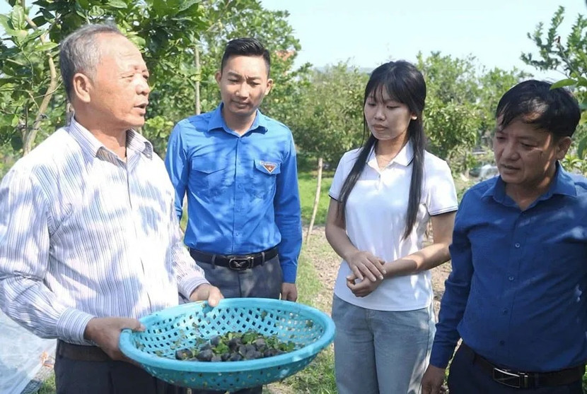 Mô hình nuôi ốc nhồi của người dân xã Đại Xuyên, TP Hà Nội mang lại hiệu quả kinh tế cao. Ảnh: KTĐT