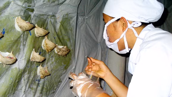 Cúm A/H5N1: 100% tổ yến vẫn “bình yên” ảnh 1