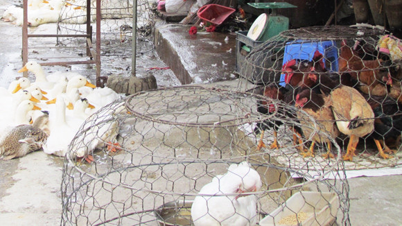 Mối lo cúm gia cầm từ các chợ dân sinh ảnh 1