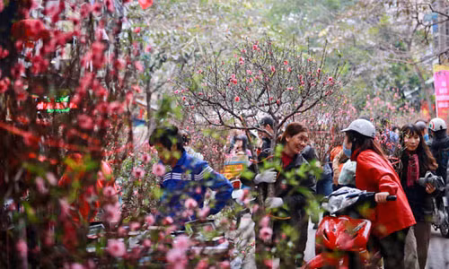 Hoa Hà Nội đã bừng nở, đường phố Hà Nội đã xôn xao chào đón năm 2024