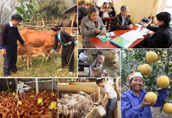 Thành tựu nhân quyền của Việt Nam được thể hiện qua nỗ lực xóa đói, giảm nghèo Thành tựu nhân quyền của Việt Nam được thể hiện qua nỗ lực xóa đói, giảm nghèo