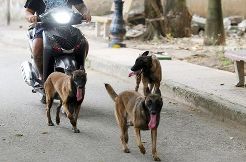 Chó thả rông không đeo rọ mõm gây cản trở giao thông, mất an toàn cho những người xung quanh (Ảnh minh họa)