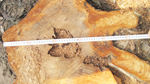 Chặt hạ cây xanh trái phép ảnh 1