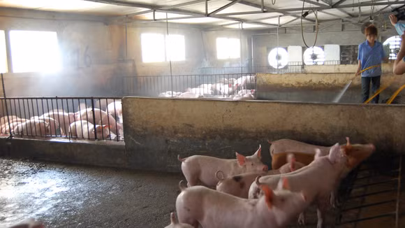 Chăn nuôi khó khăn, thức ăn vẫn tăng giá ảnh 1