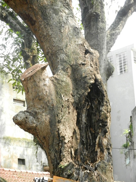 9 cây muỗm nghìn tuổi ở đền Voi Phục “kêu cứu” ảnh 2