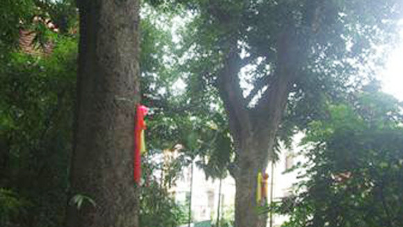 9 cây muỗm nghìn tuổi ở đền Voi Phục “kêu cứu” ảnh 1