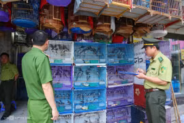 Phát hiện gần 500 'chim trời' trôi nổi tại Hà Nội 