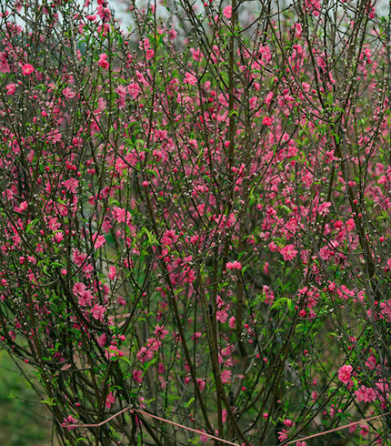 Chủ vườn trưng biển quảng cáo ở từng gốc để khách dễ dàng liên lạc nếu có nhu cầumua hoặc thuê