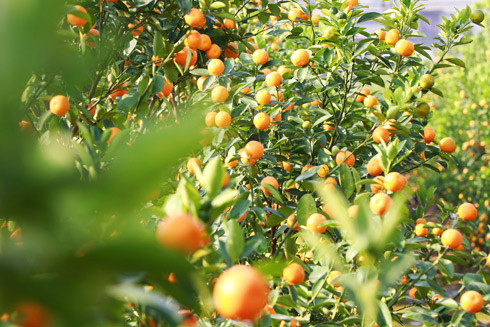 Quất Nhật Tân được đánh giá là đẹp trong những năm gần đây