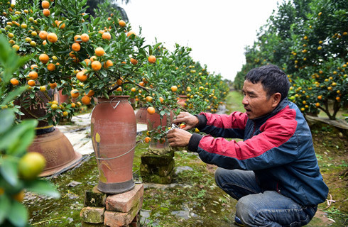 Người dân trồng quất Tứ Liên (Tây Hồ) đang chăm sóc cây một cây quất thế