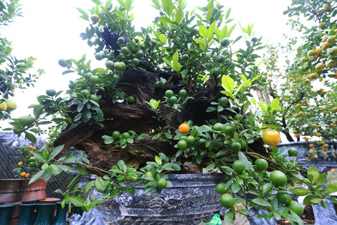 Theo xu hướng năm nay những cây quất kèm gỗ lũa tiểu cảnh được nhiều người ưa chuộng